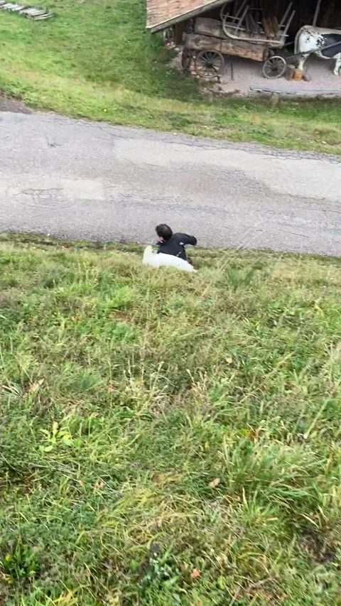 Dog and Dad Slide Down Slope, Germany - 18 Oct 2023 Stock Footage 317514395