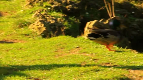 Dog and duck Stock Footage 35937412