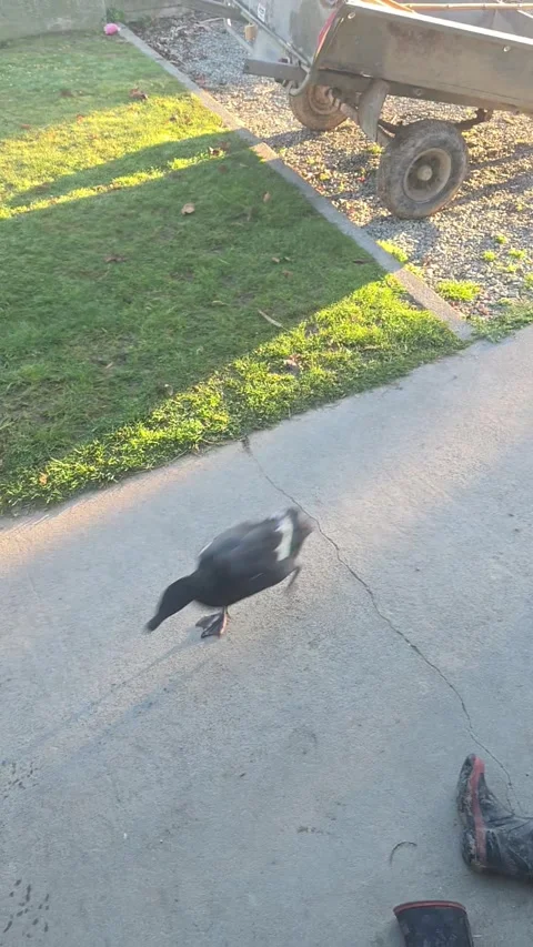 Dog and Duck Make for an Unlikely Duo, Fairlie, South Canterbury, New Zealand -  Video stock 345531418