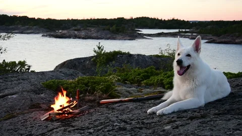 Dog and Fire Stock Footage