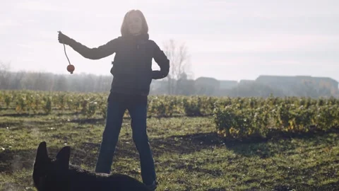 Dog and handler play fetch in field during sunny day Video stock 325579611