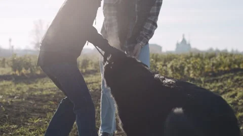 Dog and handler play tug of war in open field on sunny day Video stock 325580425