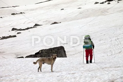 Dog and hiker in snow mountains at gray spring day. Stock Photos