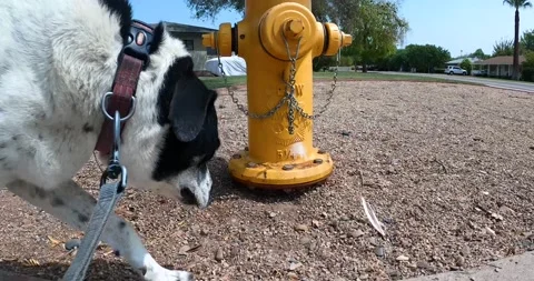 Dog and the Hydrant Stock Footage 141172867