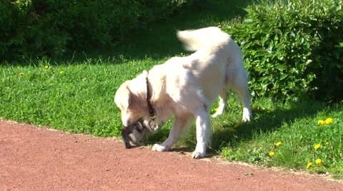 Dog and kitten. Stock-Footage 34379330