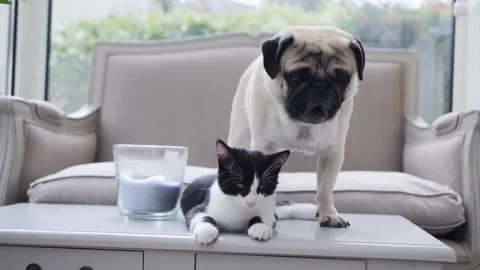 DOG AND KITTEN Stock Footage 159485356