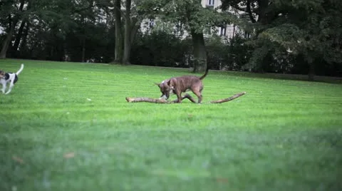 Dog and log Stock Footage 12088112