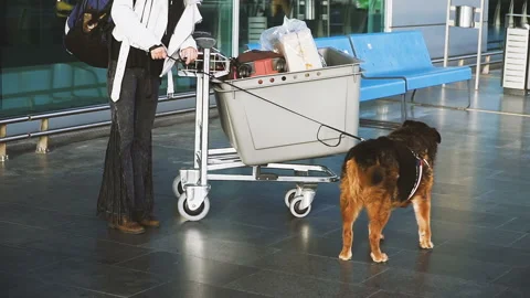Dog and luggage. Dog and luggage at the airport Stock Footage