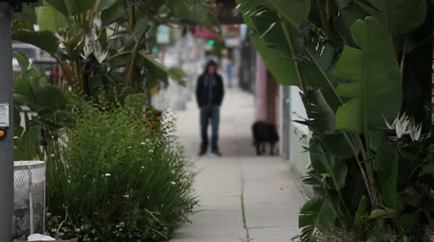 Dog and man walking Stock Footage 33937640