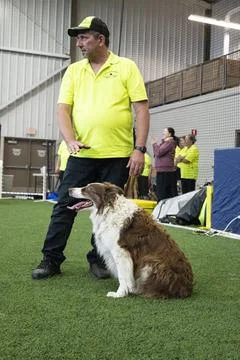 Dog and master Stock Photos