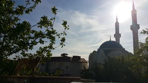 Dog and mosque view video image Stock Footage 193823610