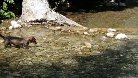 Dog and mountain river Stock Footage 79823851