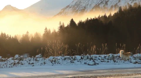 Dog and mountains 動画素材 51514566