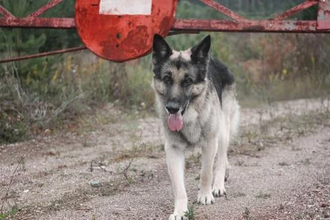 Dog And No Entry Sign 写真素材