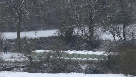 Dog and old man going for a walk near snow and foil-covered hay balls, trees Stock Footage 99875457
