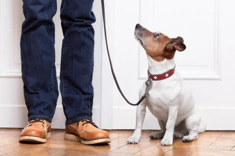 Dog and owner Foto stock