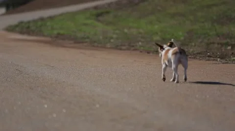 Dog and plane Stock Footage 22100360