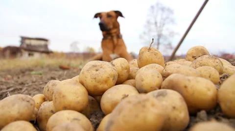 Dog and potatoes Stock Footage 8836111