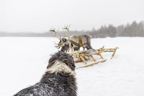 Dog and reindeer. Stock Photos