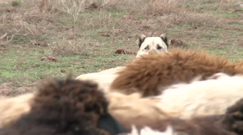 Dog And Sheep Stock Footage 46062147