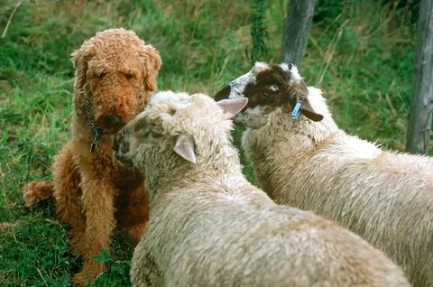 Dog and sheep. Stock Photos
