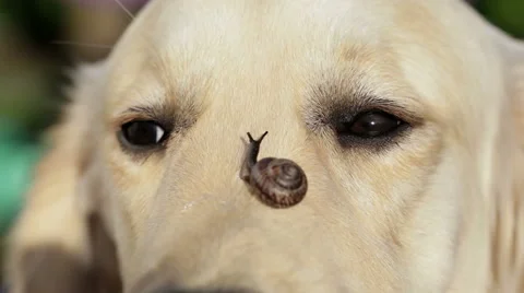 Dog and a snail. Stock Footage 49433697