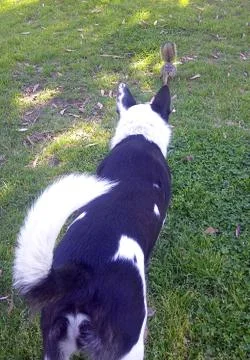 Dog and squirrel Stock Photos