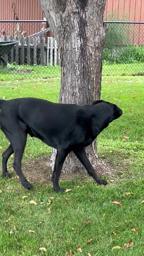 Dog and Squirrel Playing Cat and Mouse, Kenyon, Minnesota, USA - 18 Jul 2025 Stock Footage 313391275