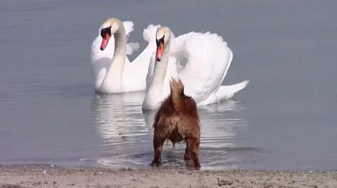 Dog and swans Video stock 33483270