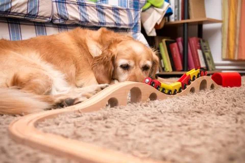 Dog and train Photos