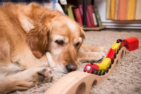 Dog and train Photos