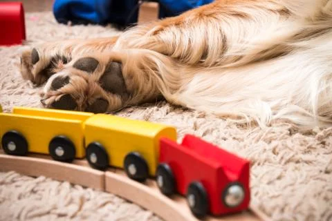 Dog and train Photos