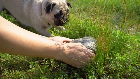 Dog and turtle on the meadow. Video stock 109063999