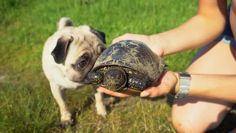 Dog and turtle on the meadow. Stock Footage 109064579