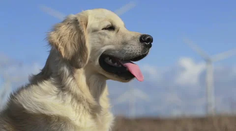 Dog and windmills background. Stock Footage 49464604