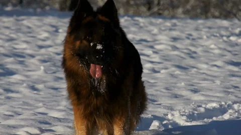 Dog and winter Stock Footage 91329419