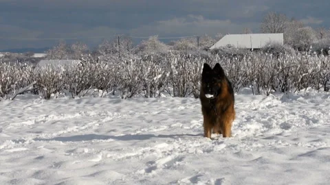 Dog and winter Stock Footage 91329693