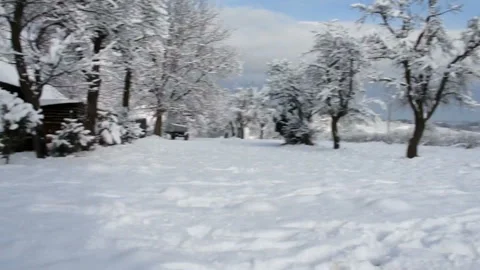 Dog and winter Stock Footage 91329730