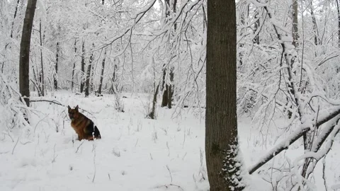A dog and a winter forest covered with the first snow. Stock Footage 294098505