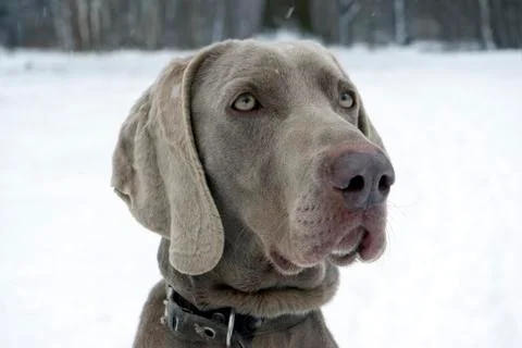 Dog and winter time Stock Photos