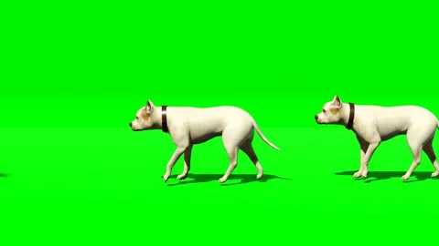 Dog animation video Stock Footage 264227997