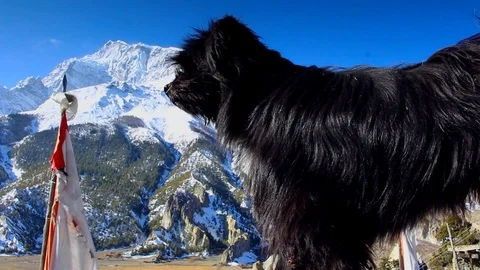 Dog from Annapurna Stock Footage 87470384