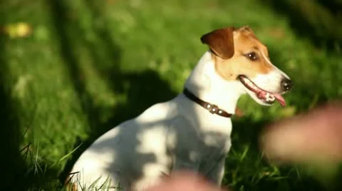 Dog in apples Stock Footage 12735390