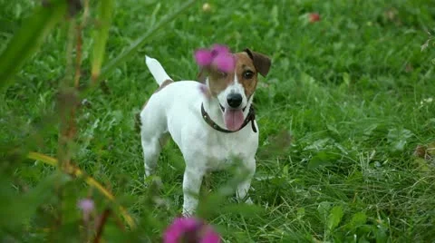 Dog in apples Stock Footage 12735412