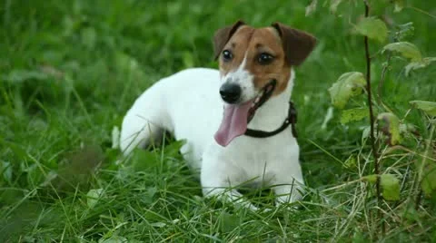 Dog in apples Stock Footage 12735424