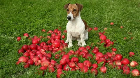 Dog in apples Stock Footage 12735566