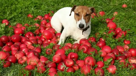 Dog in apples Stock Footage 12735680
