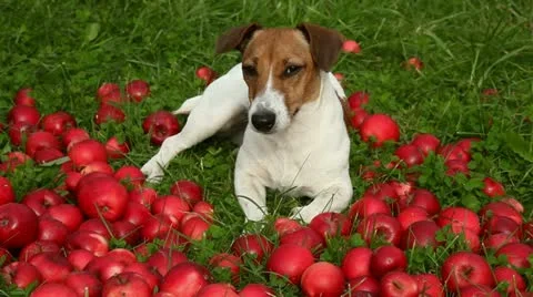 Dog in apples Stock Footage 12735728