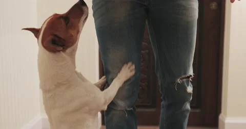 The dog approaches and jumps on two legs to the feet of a man in jeans Stock Footage 172416694