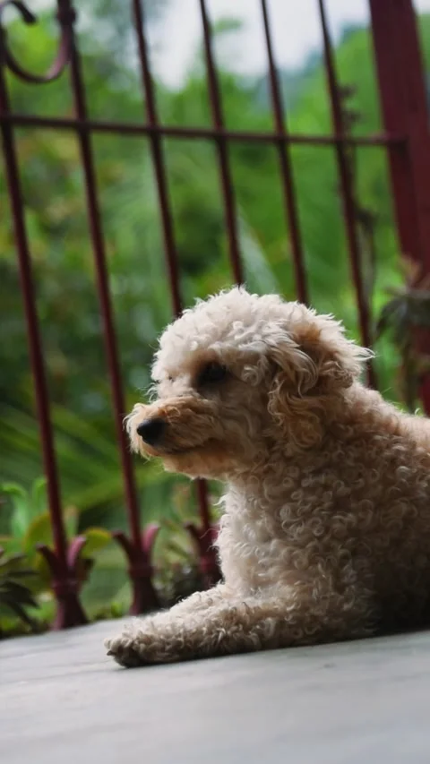 Dog Approaching the Camera Stock Footage 311551087